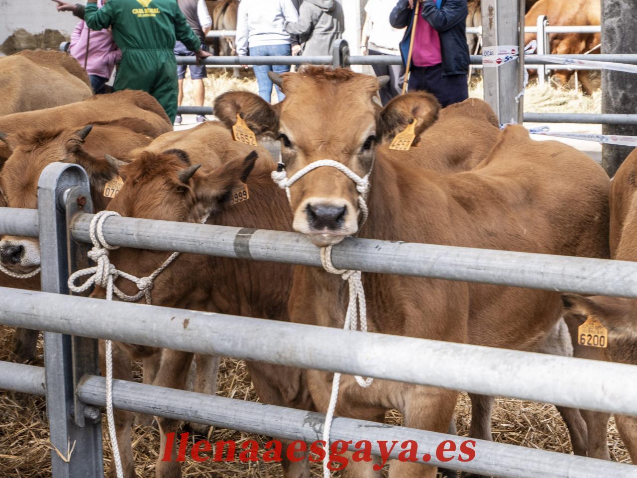 What Are The Best Methods To Incorporate Cloves Into The Diet For ...