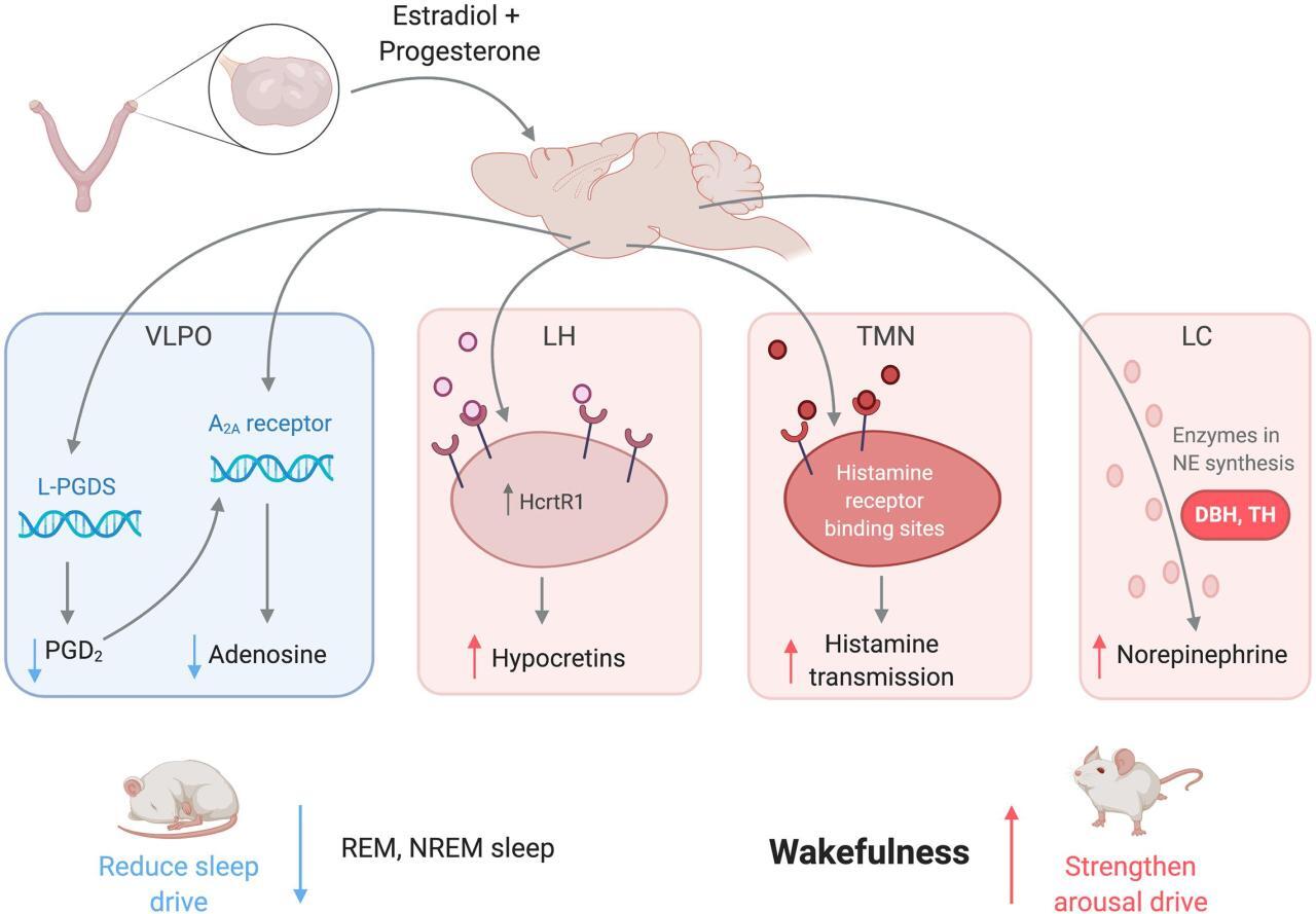 Sleep Tracking Isn't Stupid – by Jill McKinley - Podfeet Podcasts