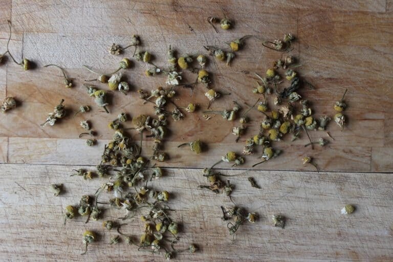 How To Make Chamomile Tea - Documenting Simple Living How To Make Chamomile Tea - Documenting Simple Living