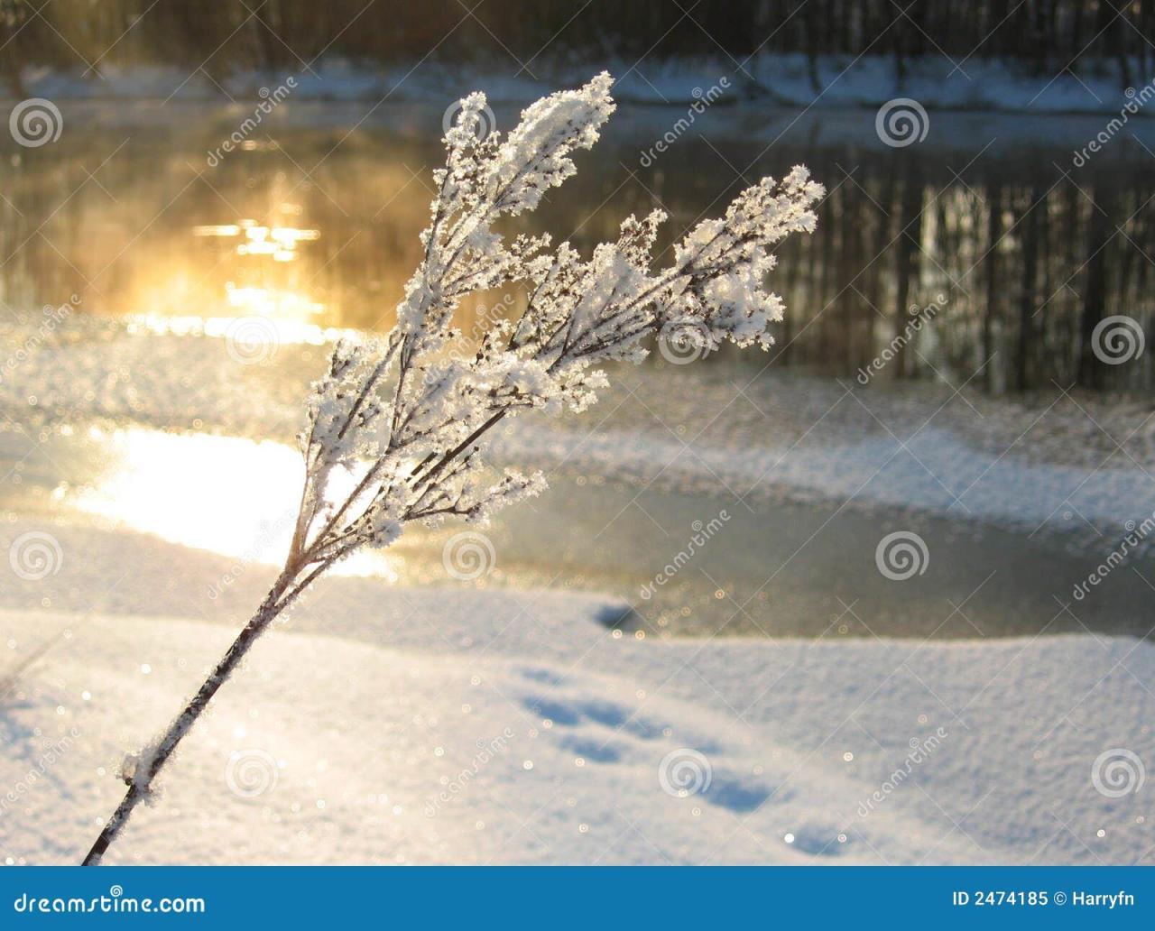 Sunlight at winter stock image. Image of snow, magic - 17744049 Sunlight at winter stock image. Image of snow, magic - 17744049